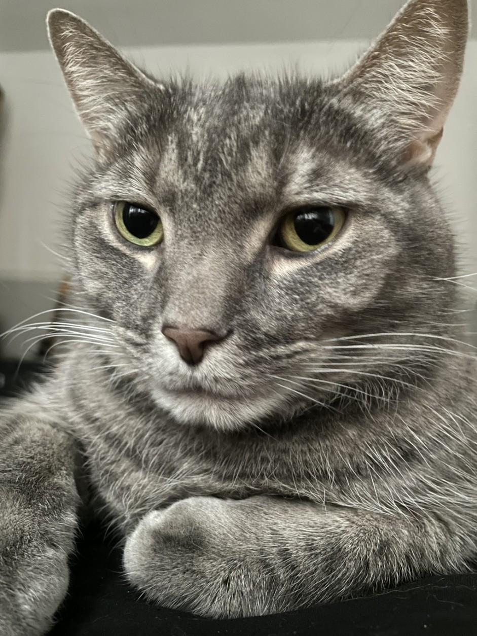 My cat Baxter posed on top of me in bed. He is very comfortable as he likes to get very cozy when laying on me in bed. He is looking at the camera and the details of his face are very visible.