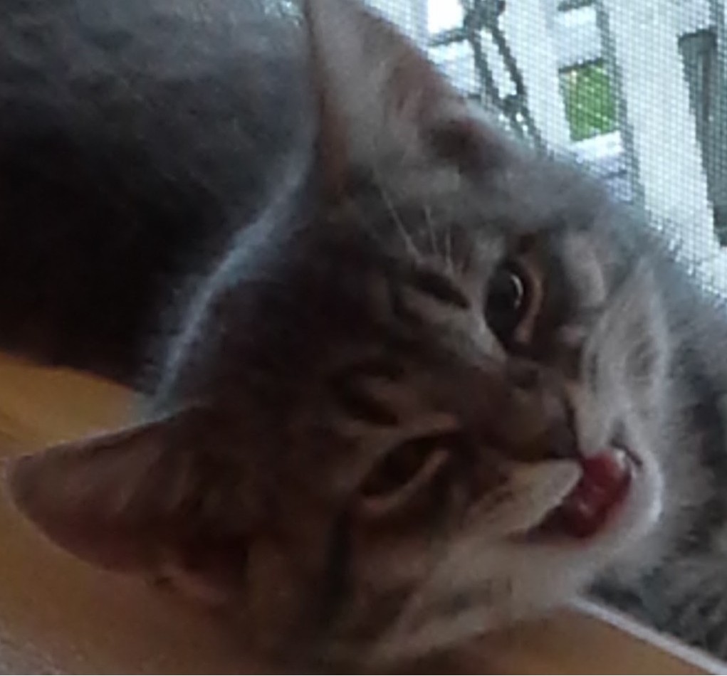 Baxter as a kitten laying in the window looking at the camera. His mouth is open and he is meowing. He looks as though he is attempting his best lion roar for a kitten.