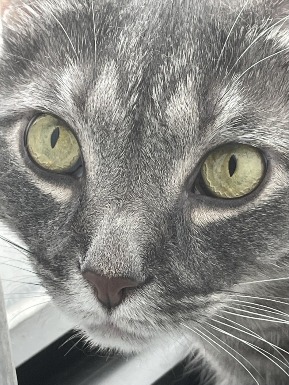 A very detailed closeup of Baxter's face. Every detail of his pattern and markings are visible. This photo shows the many details that a cat's face sometimes has but aren't apparent unless you look closely.