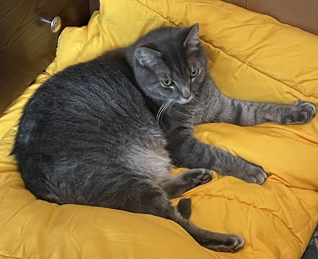 Baxter is very comfy and staying warm on a winter day by laying on a large yellow blanket. His paws are stretched out.