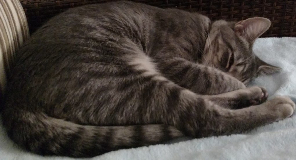 A young kitten era photo of Baxter. He is curled up sleeping on the couch. Clear detail in his mackeral tabby fur patten is seen running down his back legs.