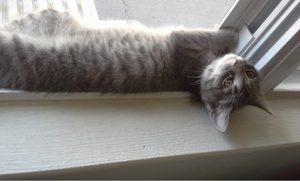 A young kitten era photo of Baxter. He is lodged between the window and the screen. The window is open on a warm summer day. Baxter is enjoying the sun.