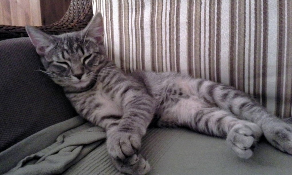 A young kitten era photo of Baxter. He is sleeping and resting his head against the arm of the couch. The photo emphasizes his large paws.