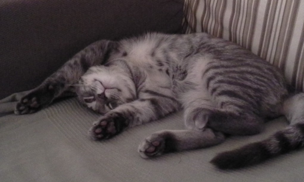 A young kitten era photo of baxter. He is flipped upside down and rolled up slightly on a couch cushion.