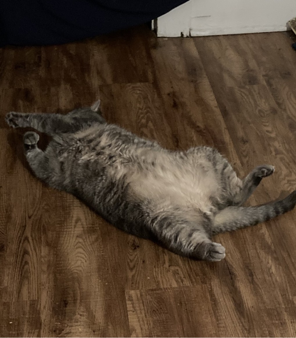 Baxter in his young adult years. He is flipped upside down on a hardwood floor. By exposing his stomach he is showing he feels safe in my apartment and is very relaxed and comfortable.