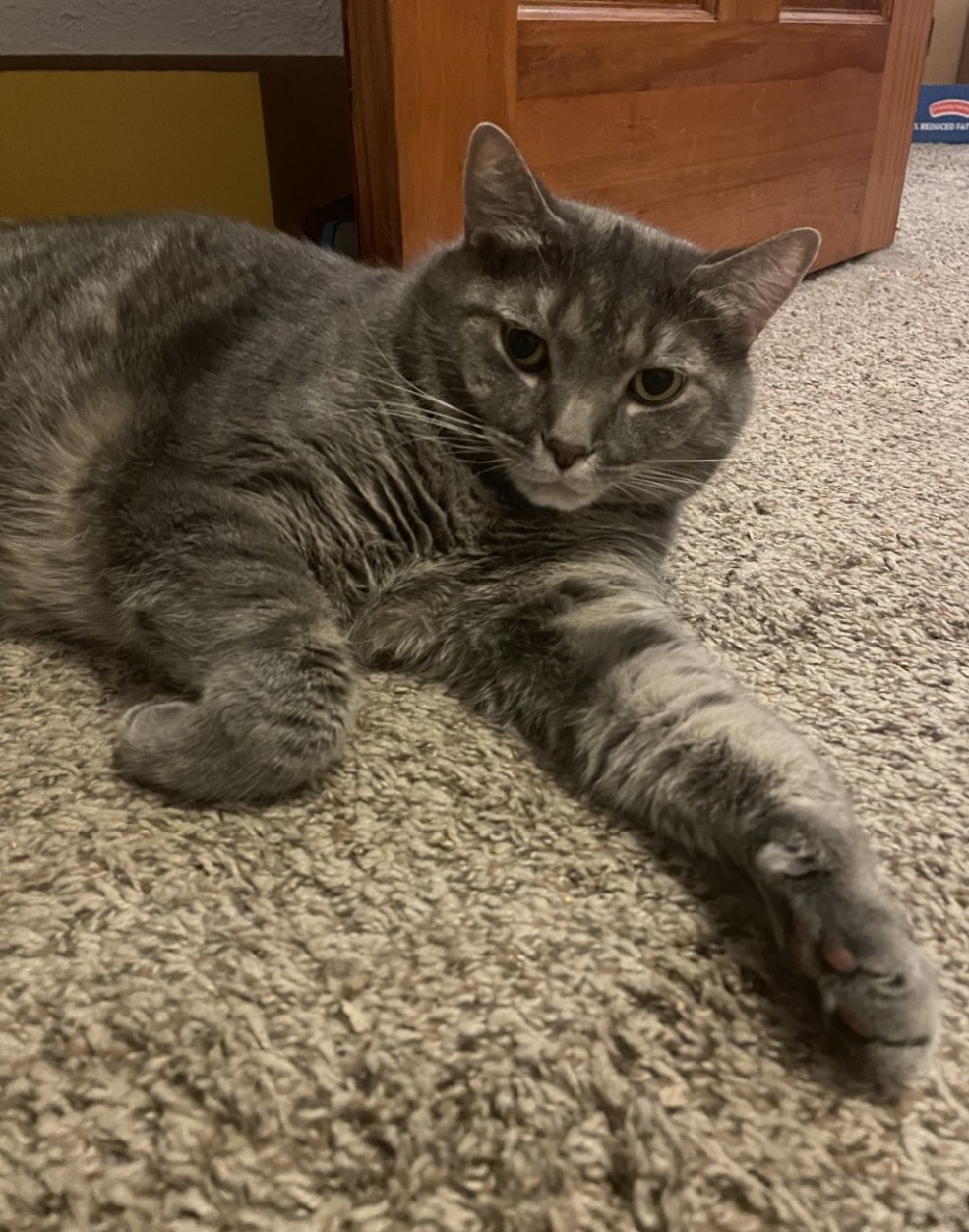 Baxter in his young adult years. He is laying on the floor and has a front paw stetched out towards the camera as he looks into the lens.