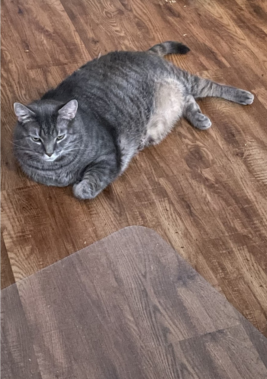 Baxter in his young adult years. He is sitting in a relaxed position on a hardward floor. He is not looking at anything in particular and appears to just be relaxing.