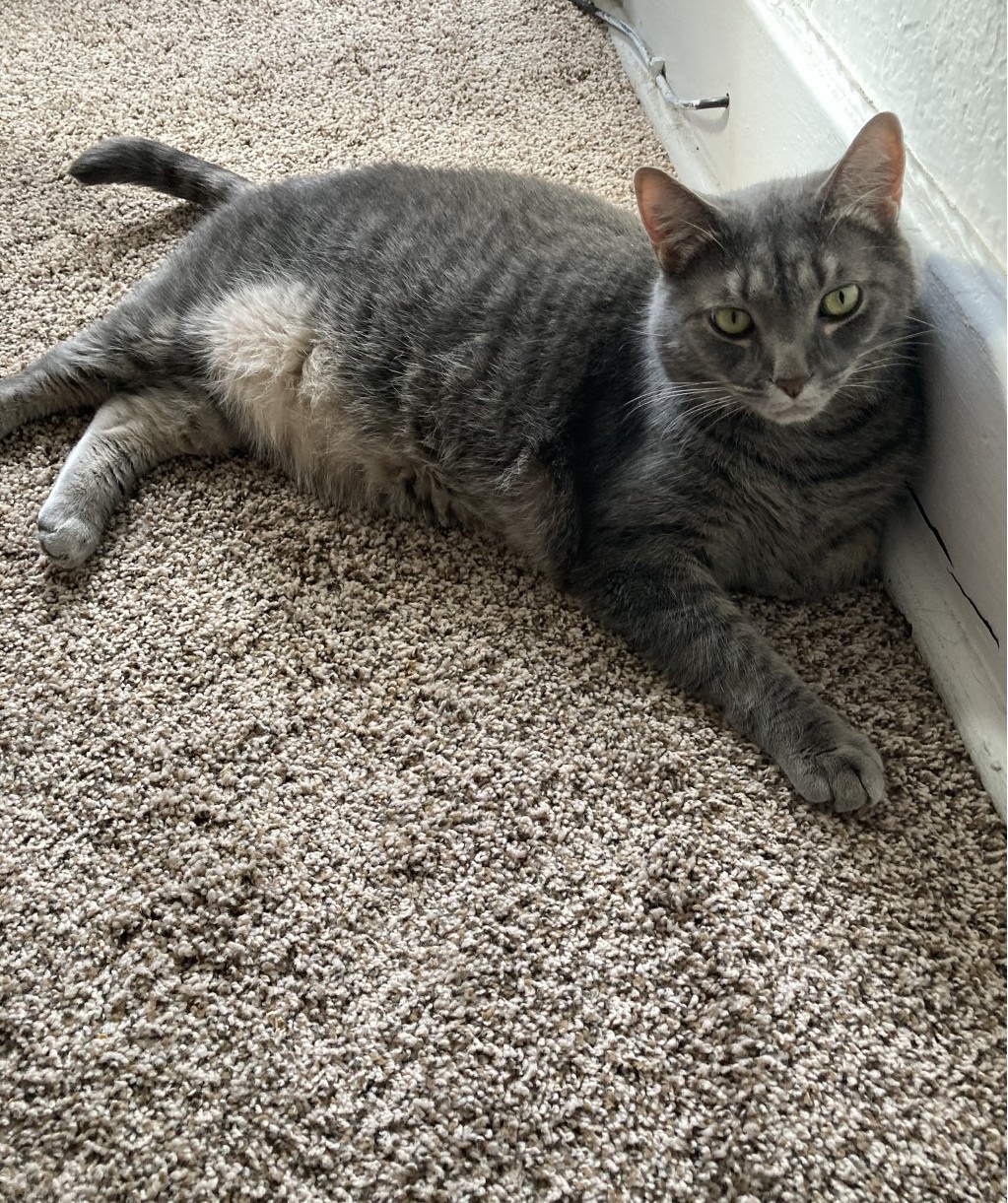 Baxter in his young adults years. He is laying against the wall in my apartment. Most likely taking advantage of some sunlight that would peak through the window in that room.