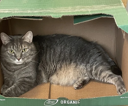 My cat Baxter, sitting in a cardboard box looking at the camera.